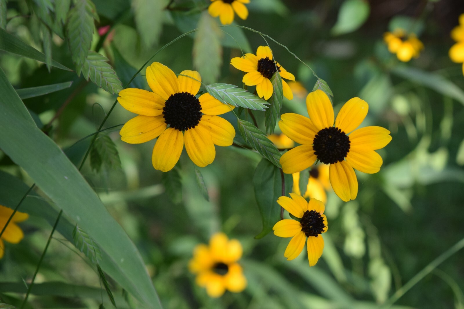 201+BROWN EYED SUSAN Seeds Branched Coneflower Perennial Native Wildflower Bushy