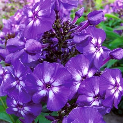 10007+ Creeping Mixed Phlox Seeds for Planting,Bright Perennial Creeping Phlox S
