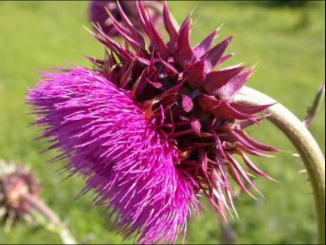 200+ Musk Thistle Seeds for Garden Planting – USA – FREE SHIPPING!