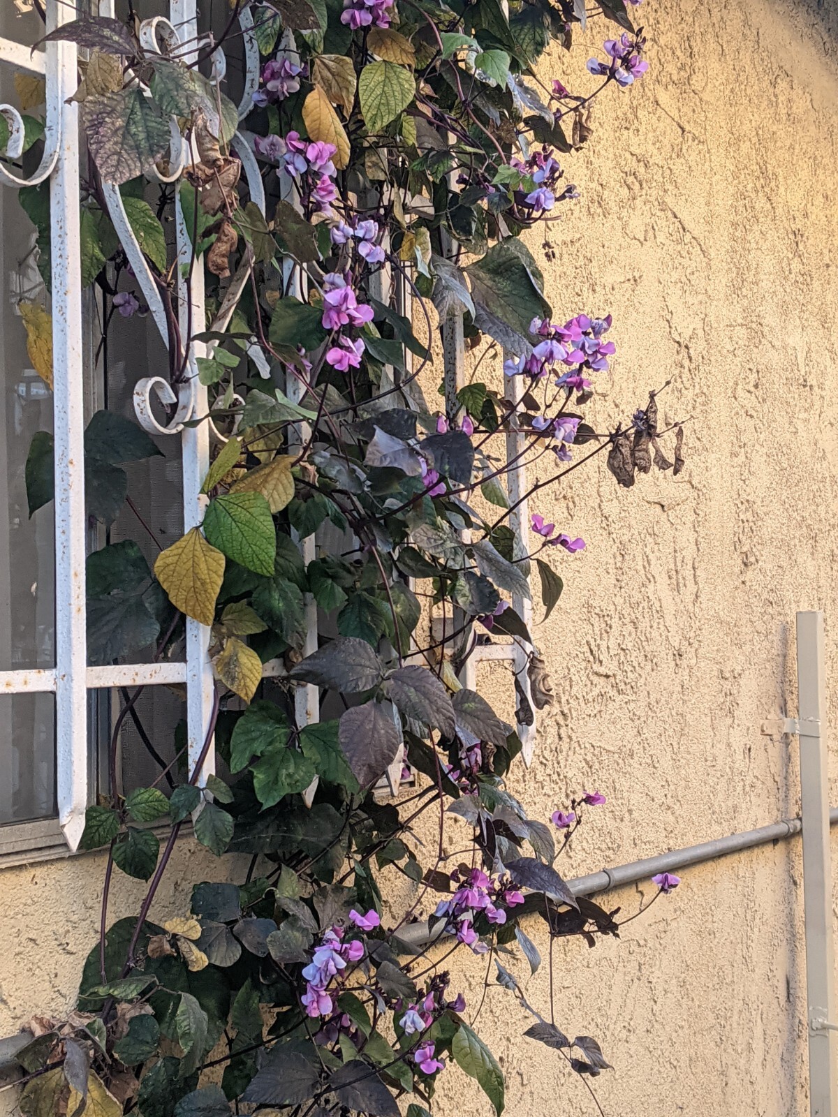 Purple Hyacinth Bean (20+ SEEDS) Lablab purpureus – 2024 Crop – Grown In USA