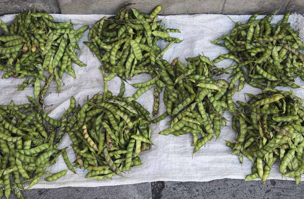 100 Gandules Seeds Combo, 25 Dwarf Lazaro, 75 commercial pigeon peas Puerto Rico