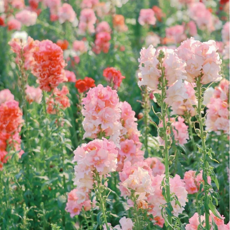 Mix Snapdragon Seeds for Planting, 200+Pcs Rare Midnight Snapdragon Perennial Fl