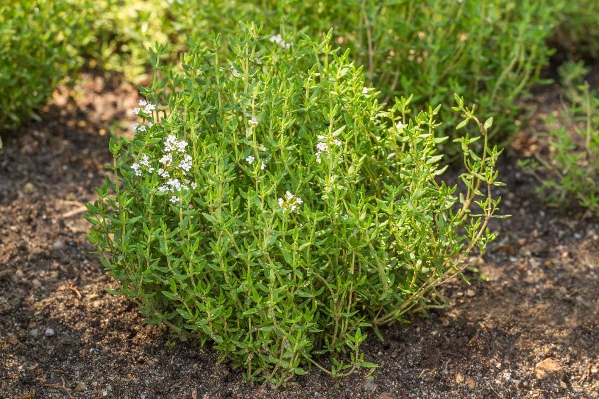 Thyme Common (English) 200 – 28K Seeds Culinary Herbs Hardy, tolerant, thrives