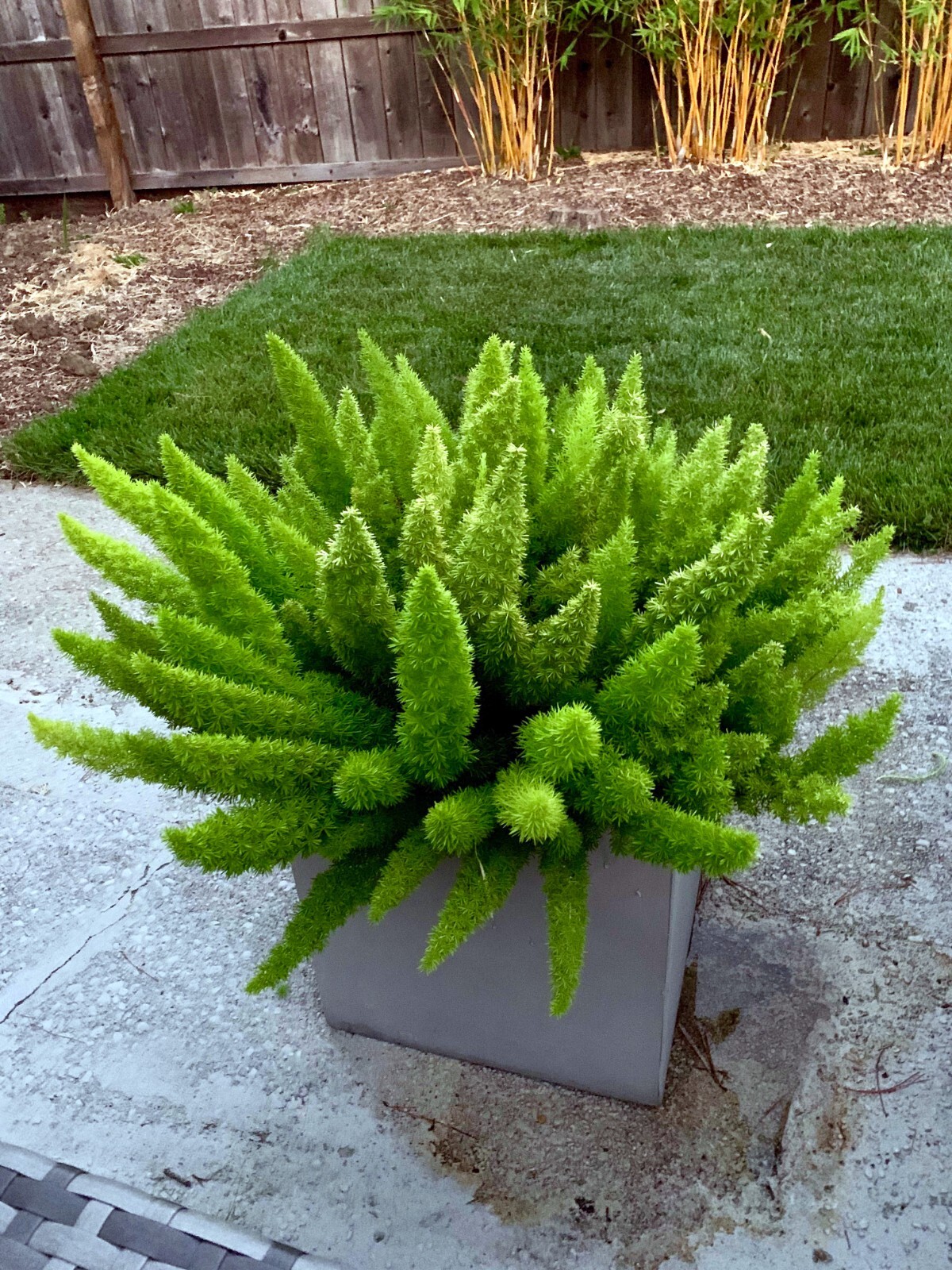10 ASPARAGUS FOXTAIL FERN Seeds Myers Houseplant Tropical Flower Garden RARE!