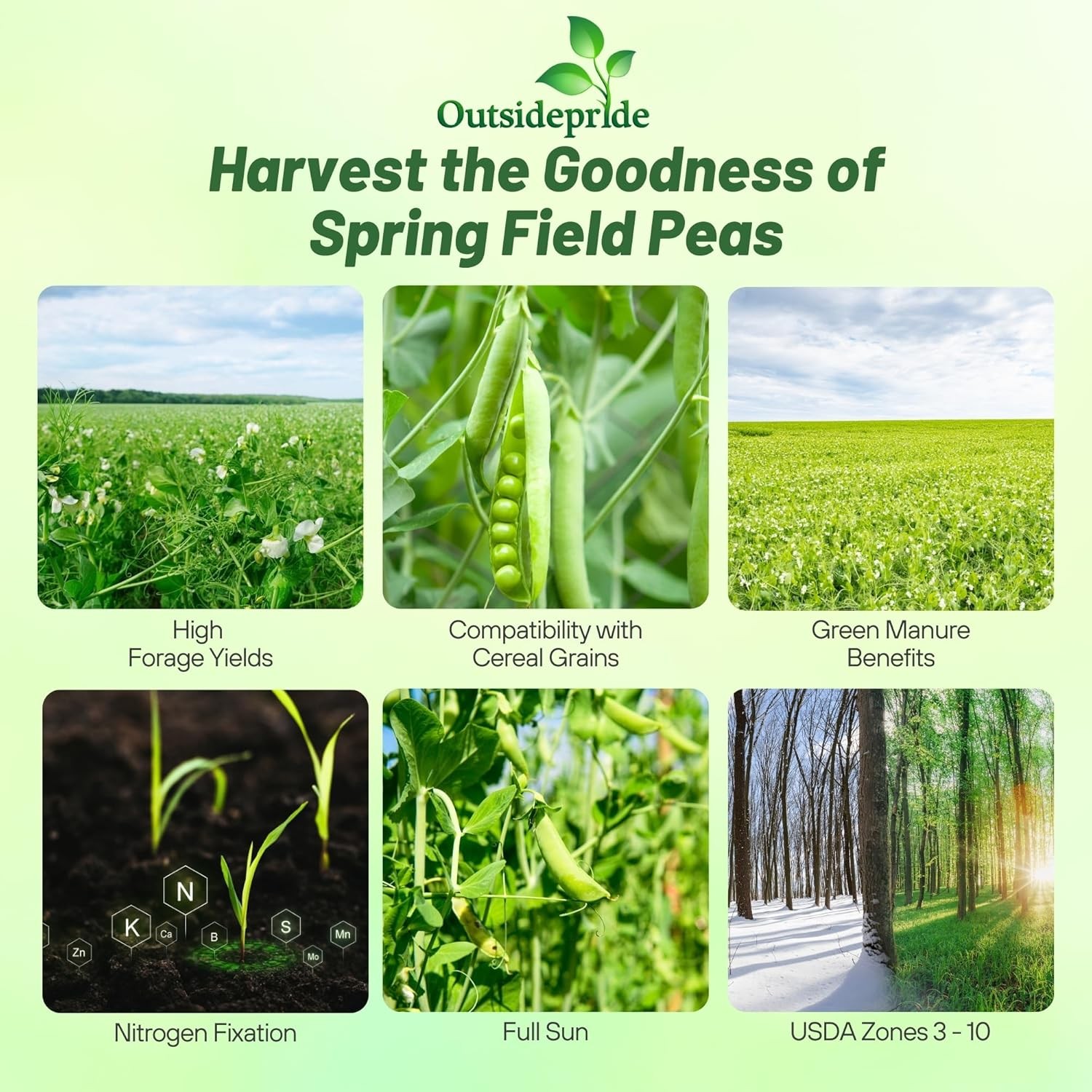 1 LB Field peas for cover crops and food plots