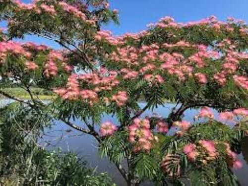 Mimosa Silk Tree Seeds… Fast Growing!- Hardy, Beautiful & Fragrant, 100 SEEDS