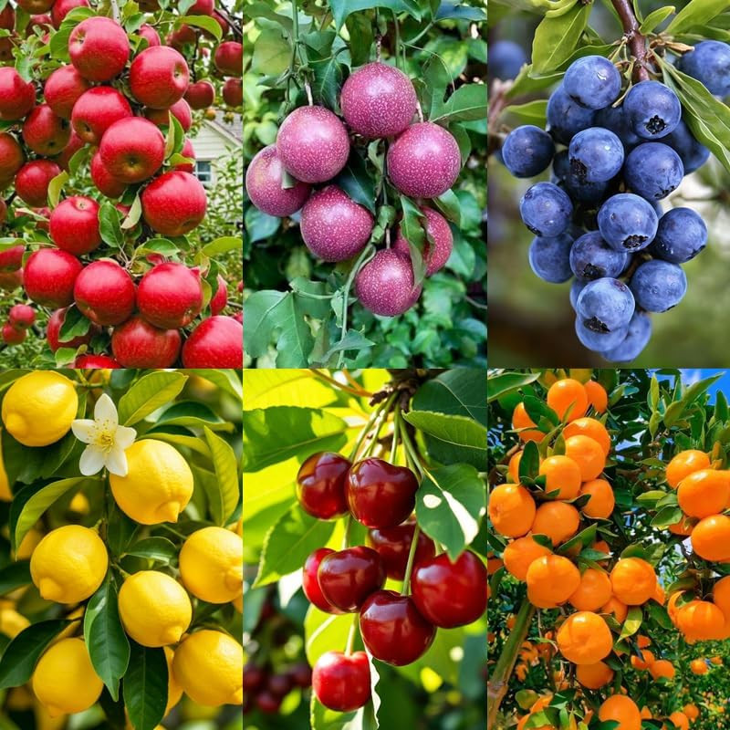 6 Types Mix Fruit Seeds for Planting-40 Lemon &10 Cheery & 40 Orange & 40 Apple