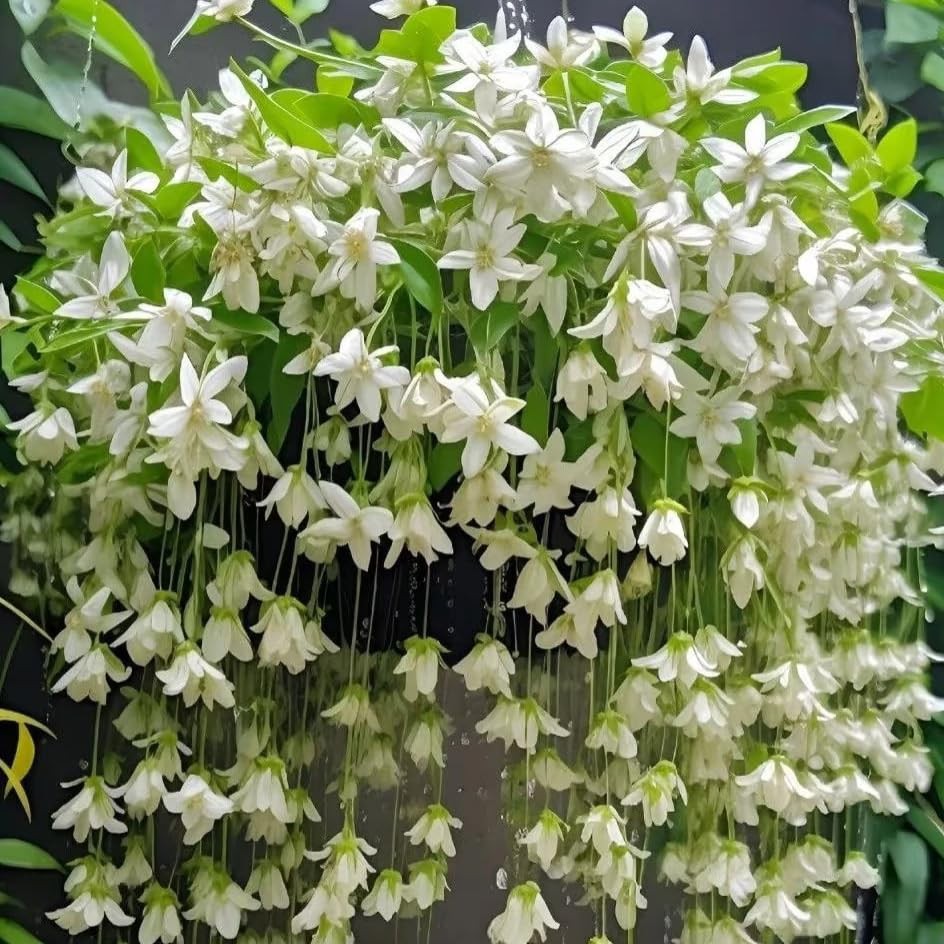 Climbing Weeping Jasmine Seeds for Planting, 300+Pcs Fragrant Climber Jasmine