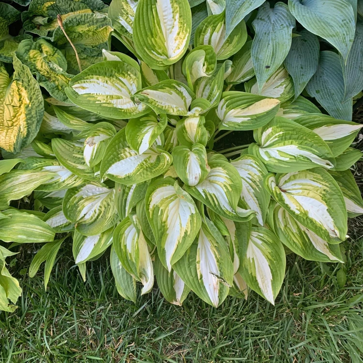 850pcs Premium Perennial Hosta Seeds, High Green, White, Blue, Variegated