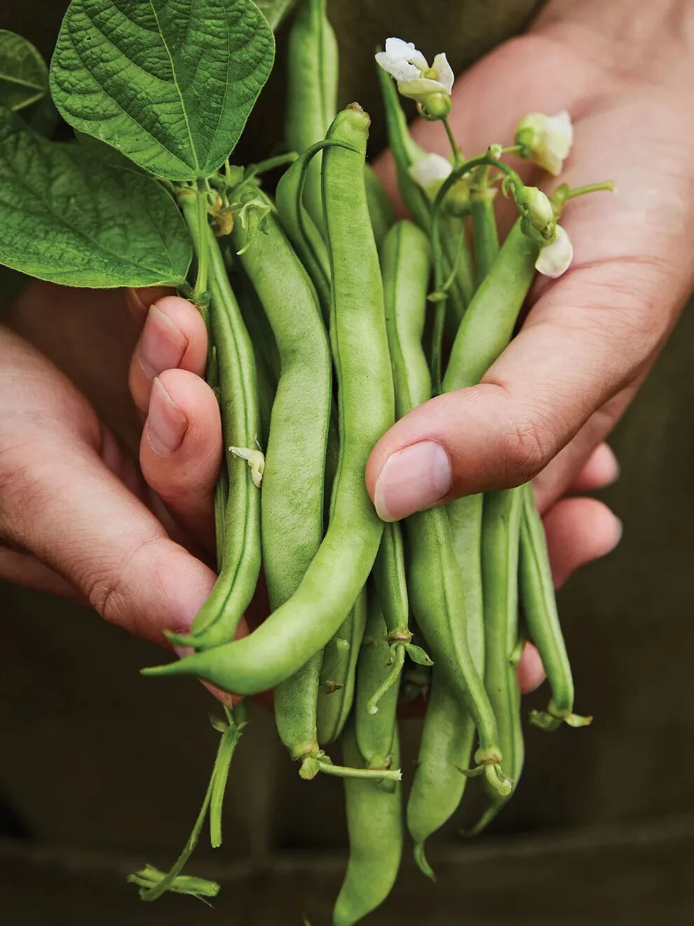 Burpee Garden Bean Burpee’s Stringless Green Pod Seeds Heirloom Full Sun Seed