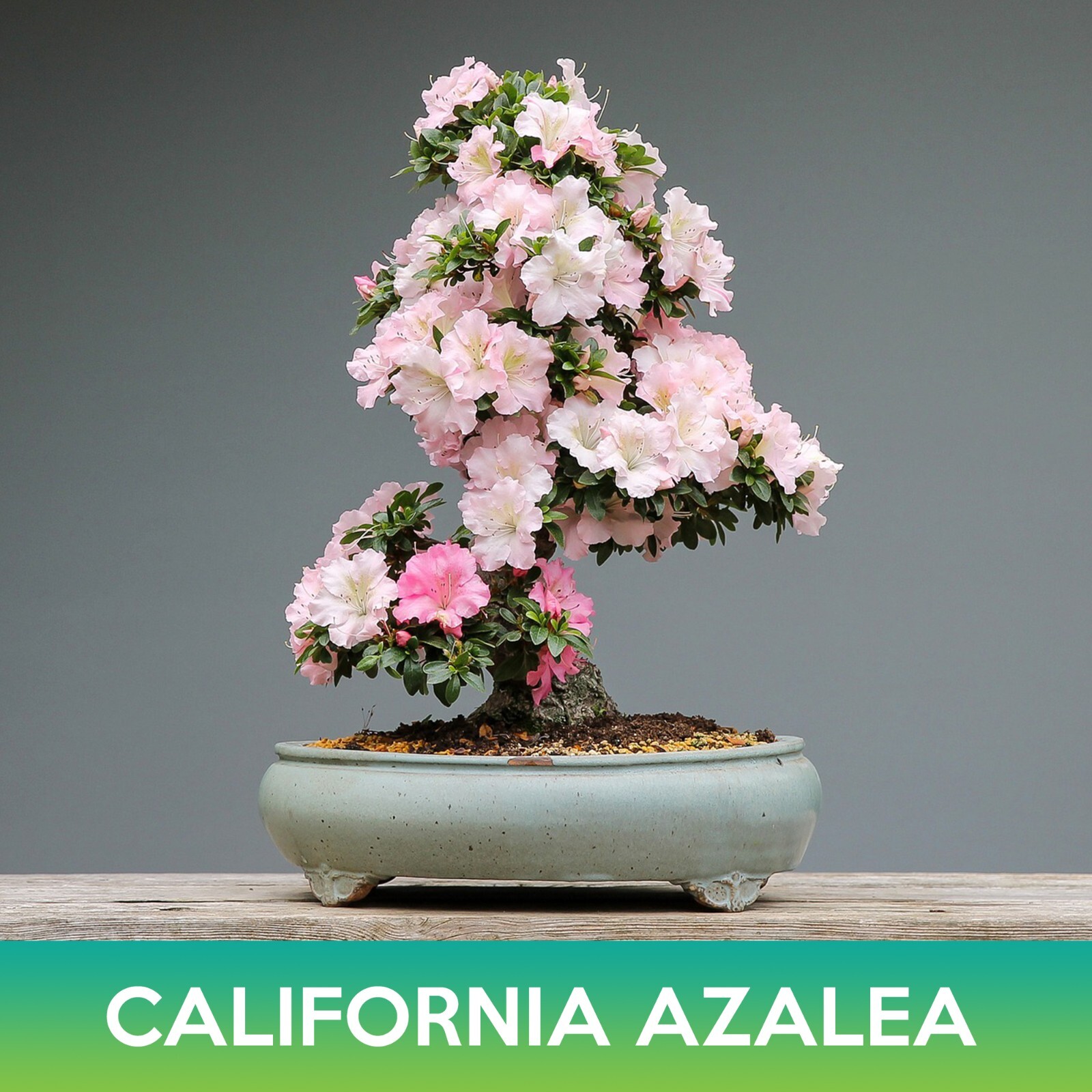 California Azalea Tree Seeds, Western Azalea, Rhododendron occidentale