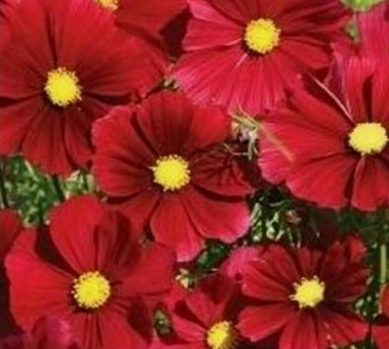 Beautiful Cosmos Dazzler Flower Seeds 10 SEEDS