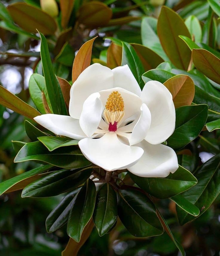 10 Southern Magnolia Seeds Magnolia Grandiflora Fragrant White Blooms