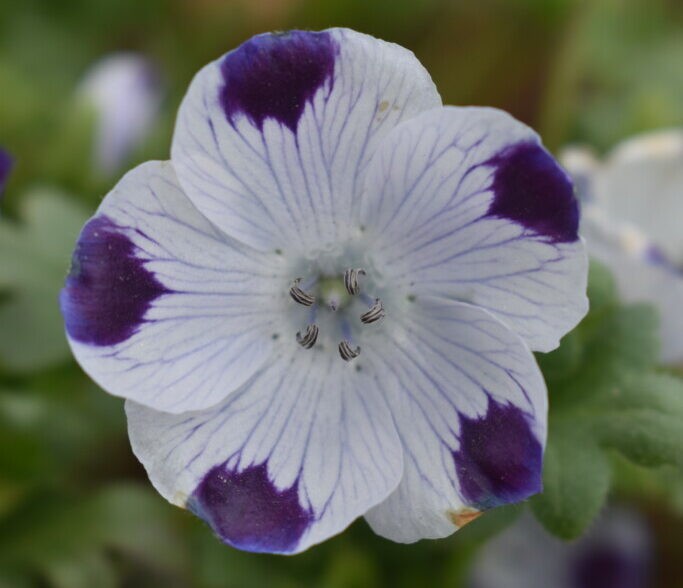 Five Spot Flower Seeds Nemophila maculata Free Shipping!