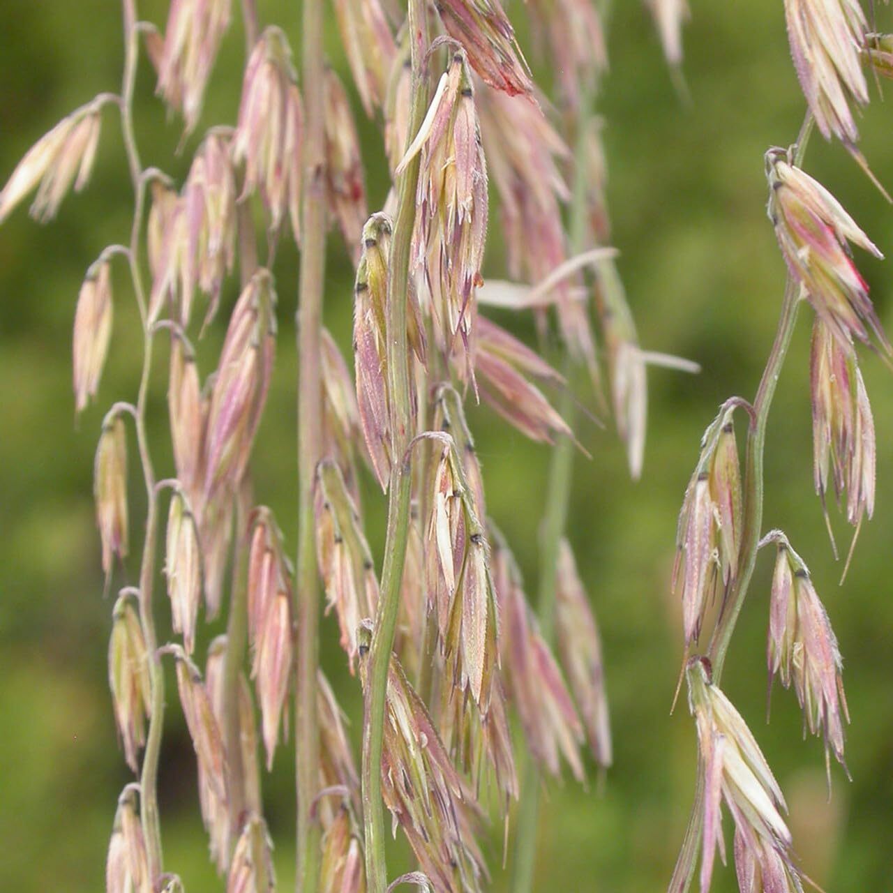 Sideoats Grass Seeds for Planting – Bouteloua curtipendula