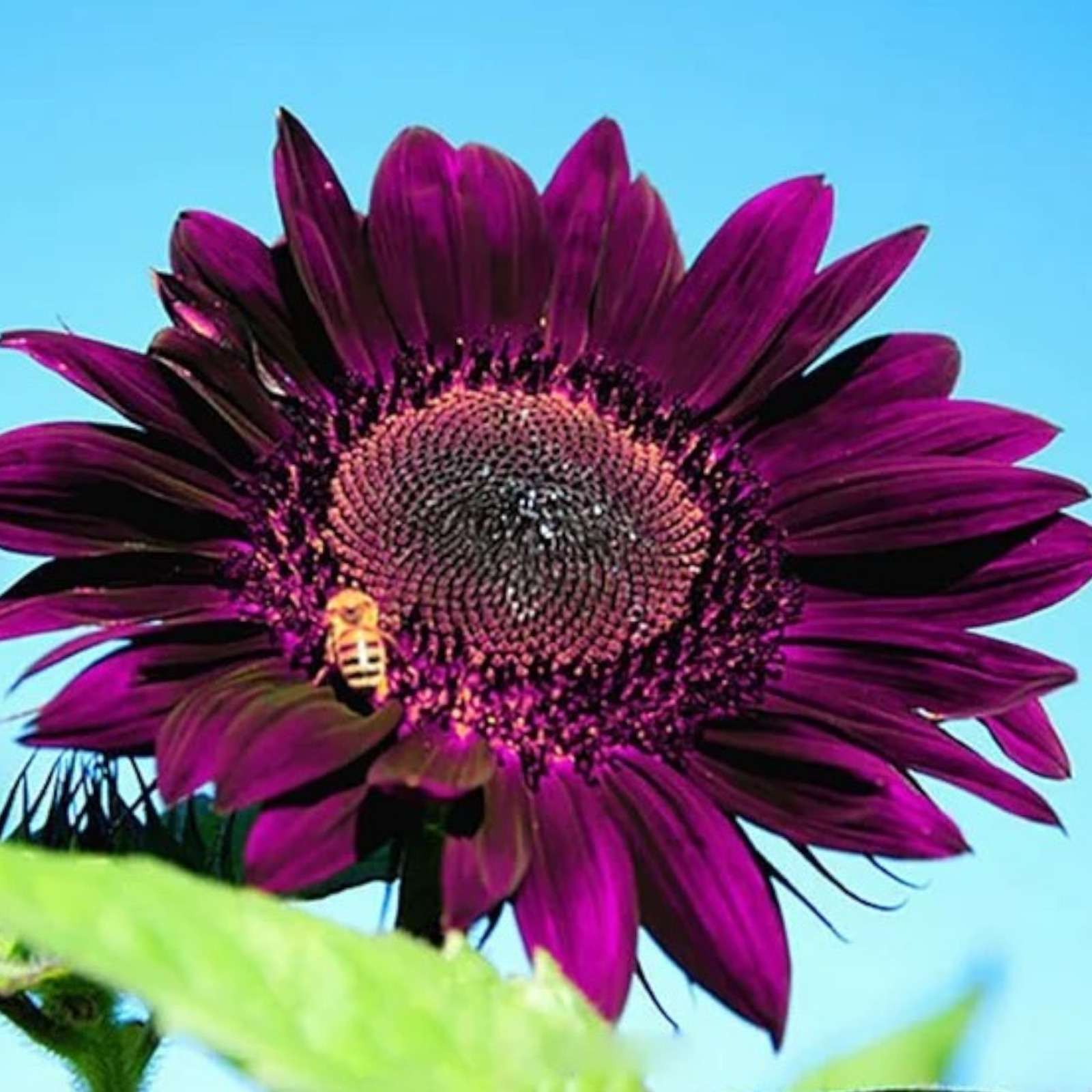 50pcs Purple Sunflower Seeds for Planting – Non-GMO Heirloom Garden