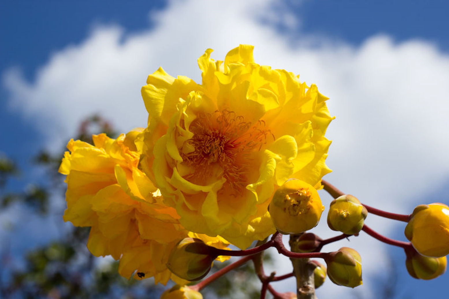 Tropical Buttercup- 10 Tree Seeds- Cochlospermum
