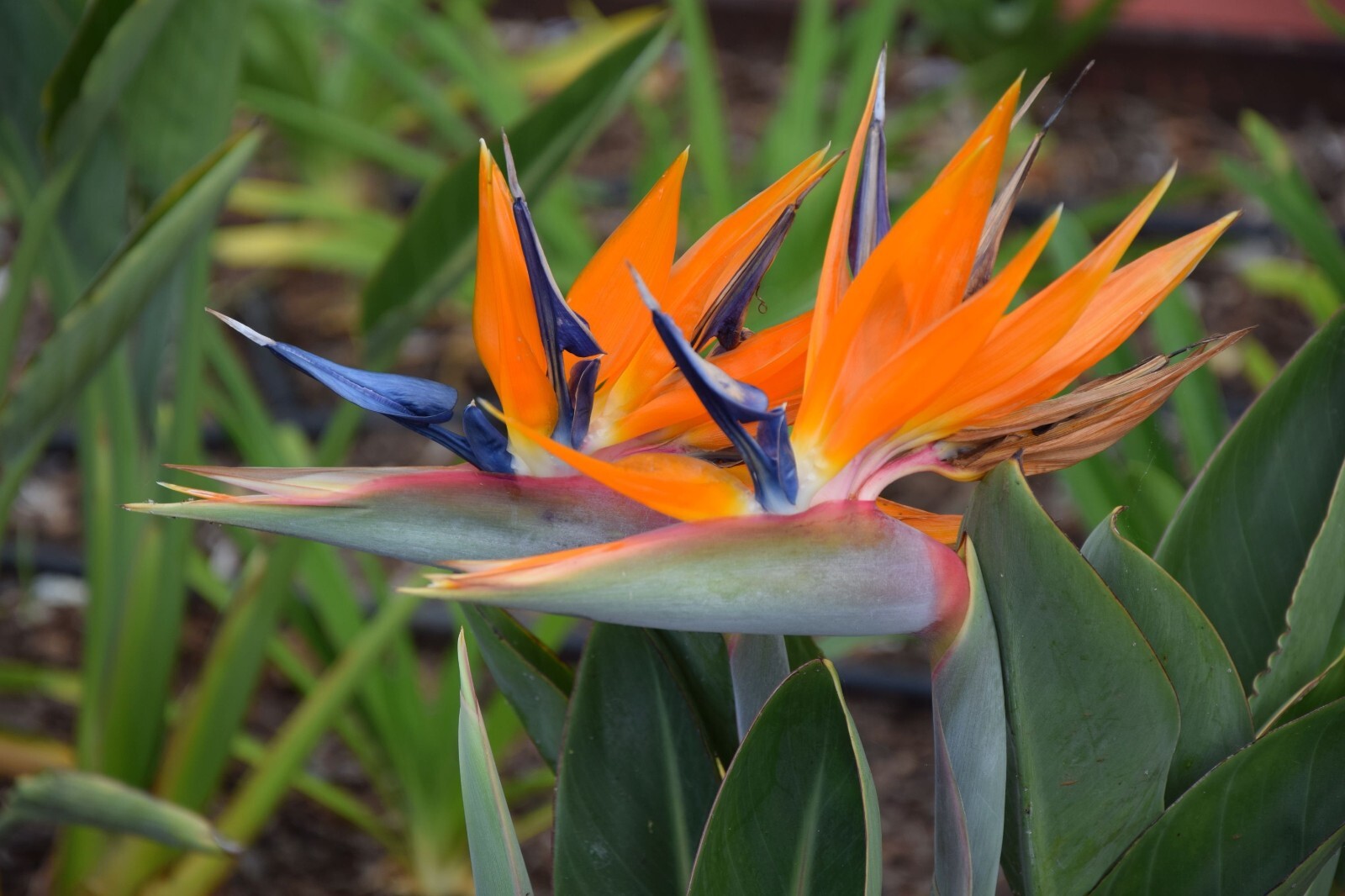 3 ORANGE BIRD OF PARADISE Strelitzia Reginae Crane Flower Seeds