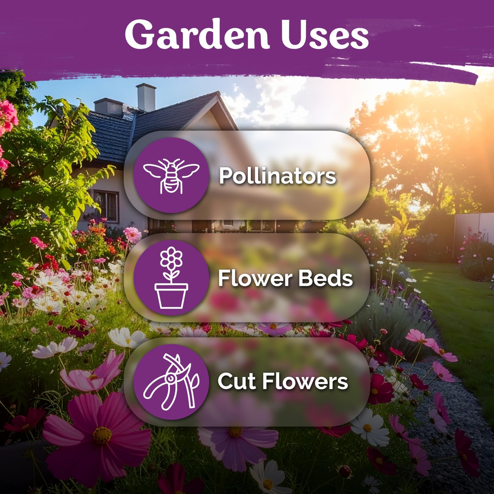 Cosmos Seeds Mix for Outdoor Garden – Non-GMO Annual Flower Seed Packets