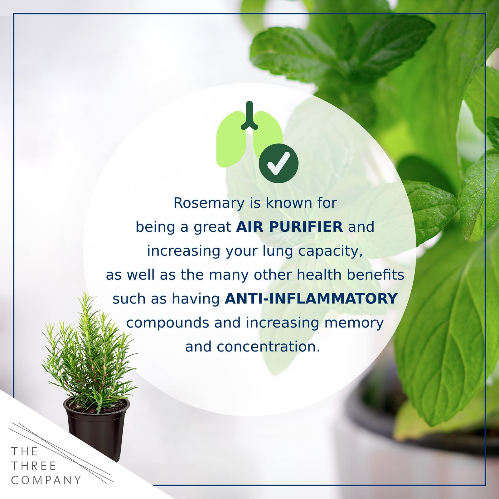 Live Aromatic and Edible Herb Rosemary 4 Per Pack, Naturally Improves Breath…