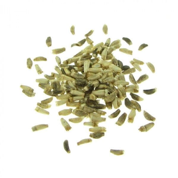 600+ Endive Seeds