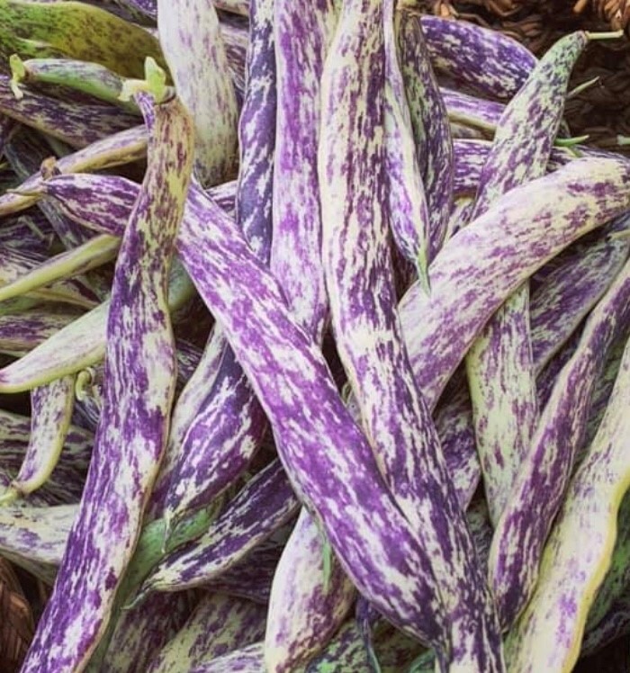 Dragon’s Tongue Bean Seeds | Heirloom | Organic