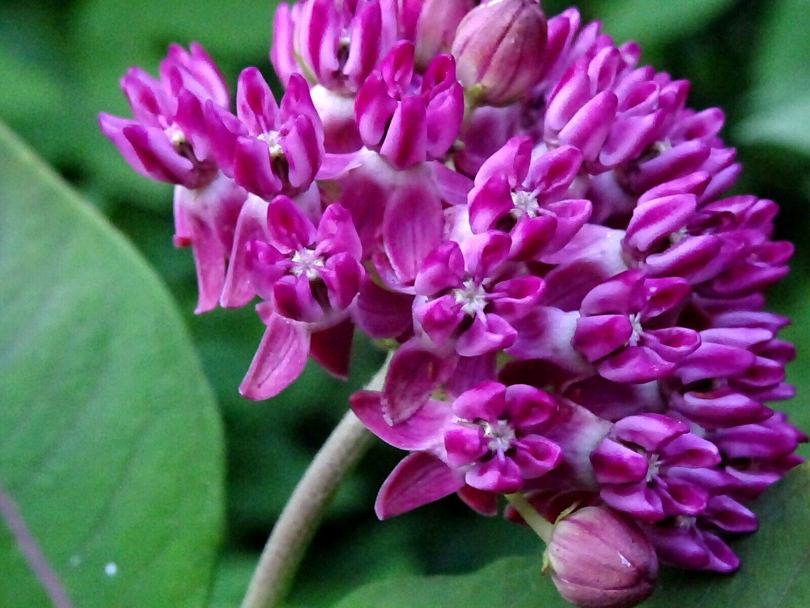 Purple Milkweed Aasclepias purpurascens Native Perennial 15 seeds 2023 Organic