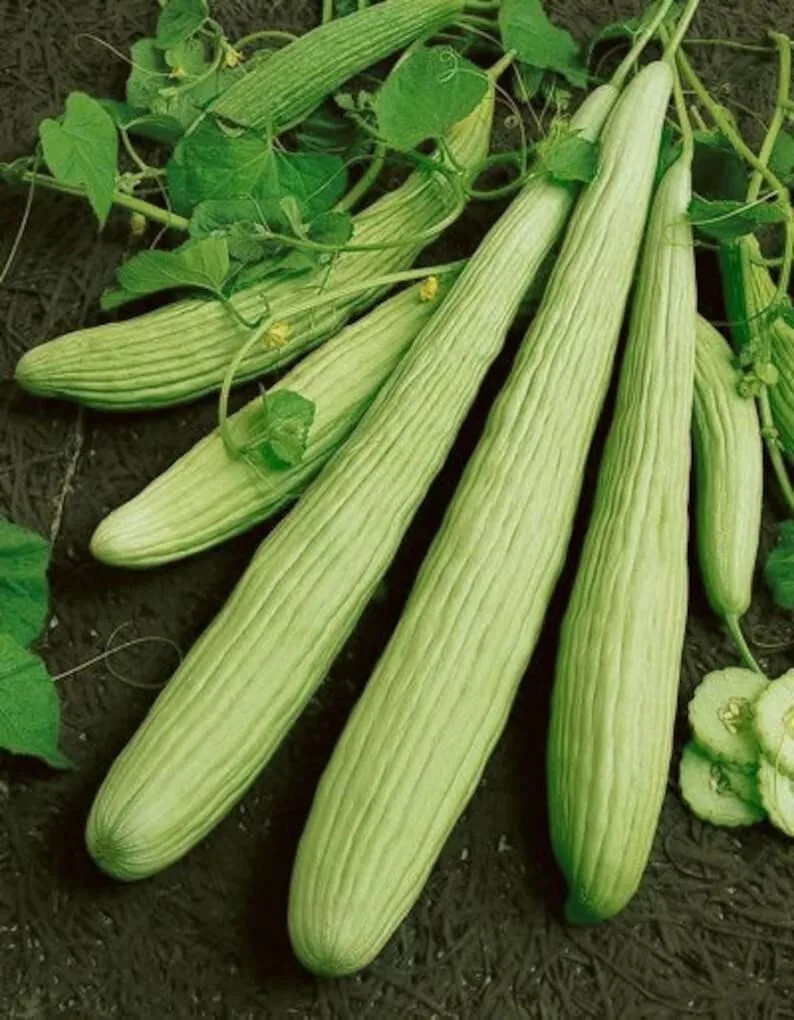 50+ Armenian Yard Long Cucumber Seeds – Non GMO – ORGANIC – HEIRLOOM — FRESH