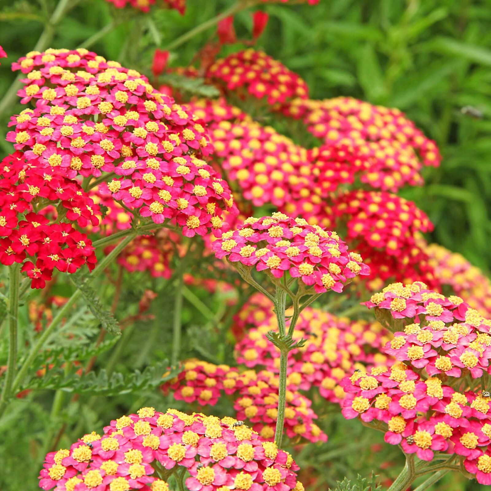 RUBRA YARROW Seeds *FREE Shipping!* Achillea Millefolium Non-GMO Herb Seeds
