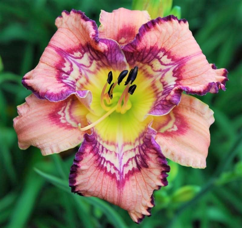 Hemerocallis “GET JIGGY” Daylily – Perennial – 1 Plant