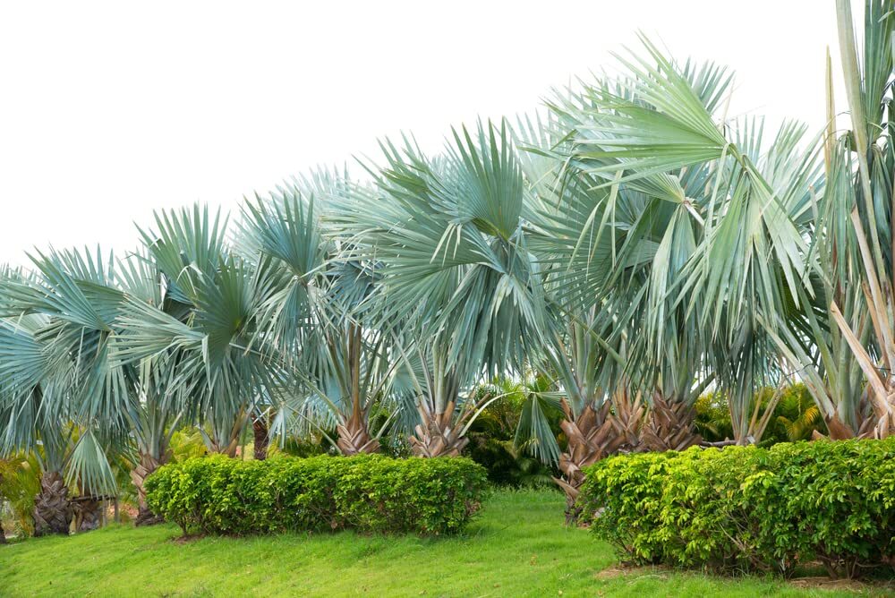 Mexican Fan Palm Tree Seeds, Washingtonia Robusta – 20 Seeds for Planting