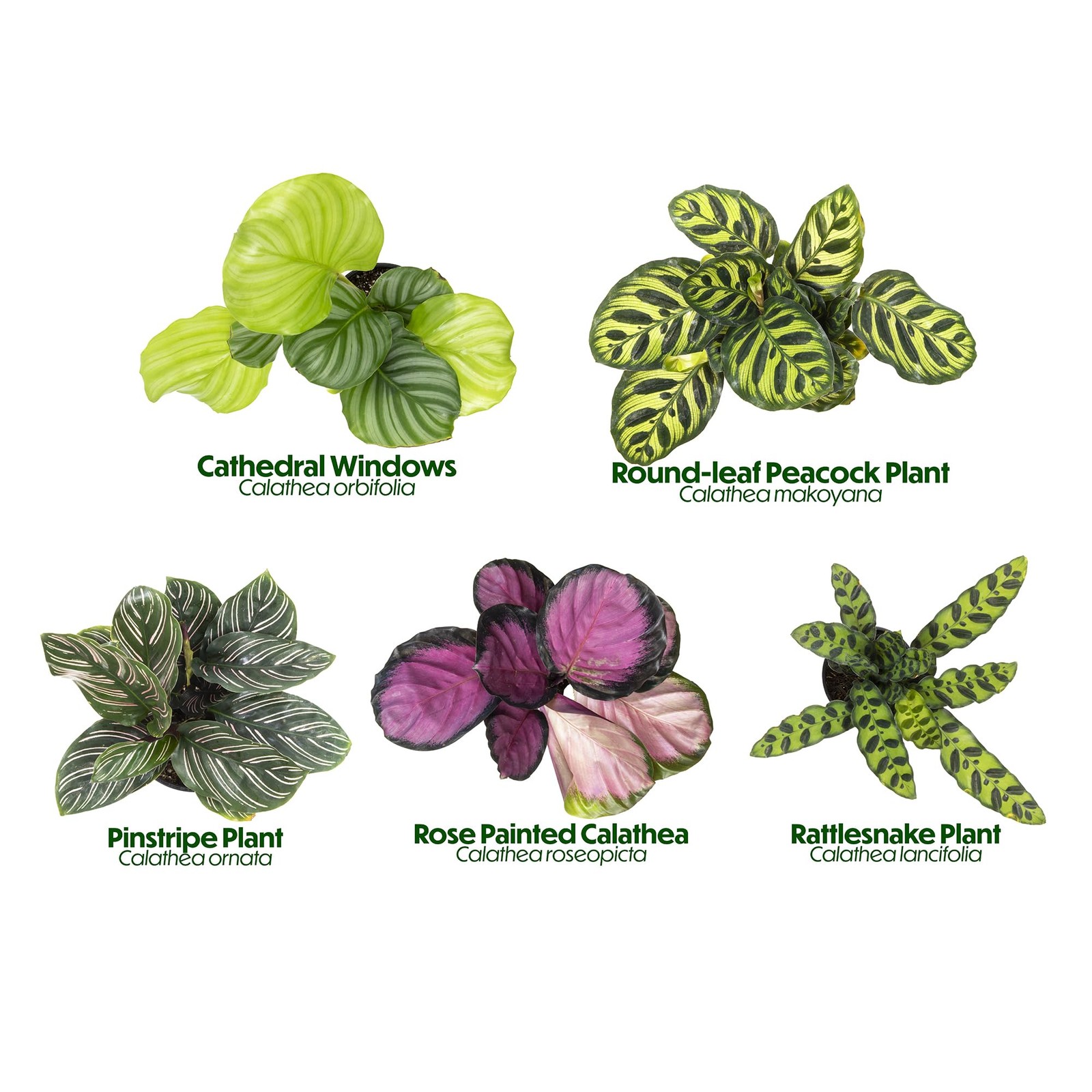 Live Calathea Houseplant (4 Pack), Pet Safe Plants for Cats & Dogs, Makoyana,…