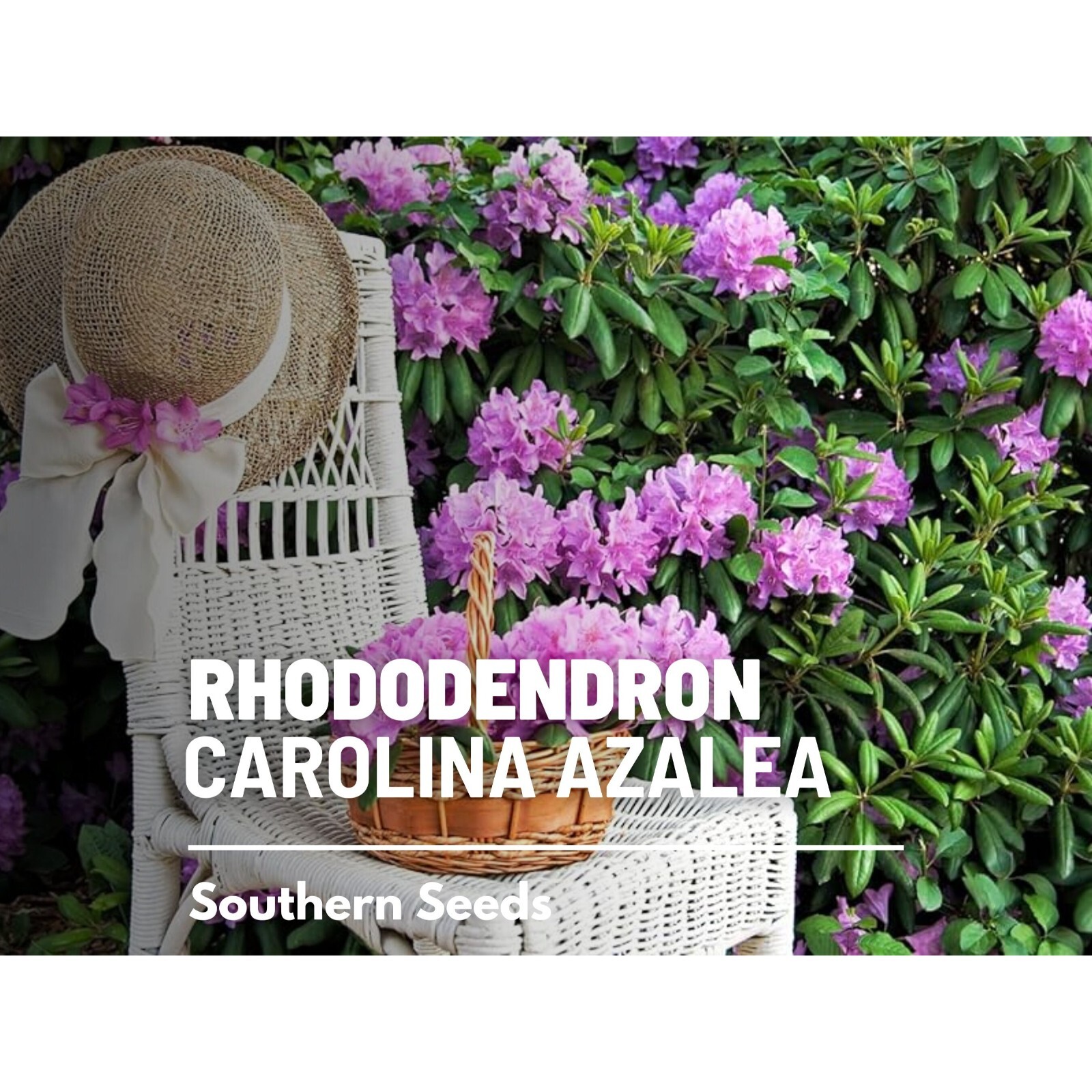 Rhododendron, Carolina Azalea (Pink Purple) – 100 seeds – Heirloom Flowering Sh