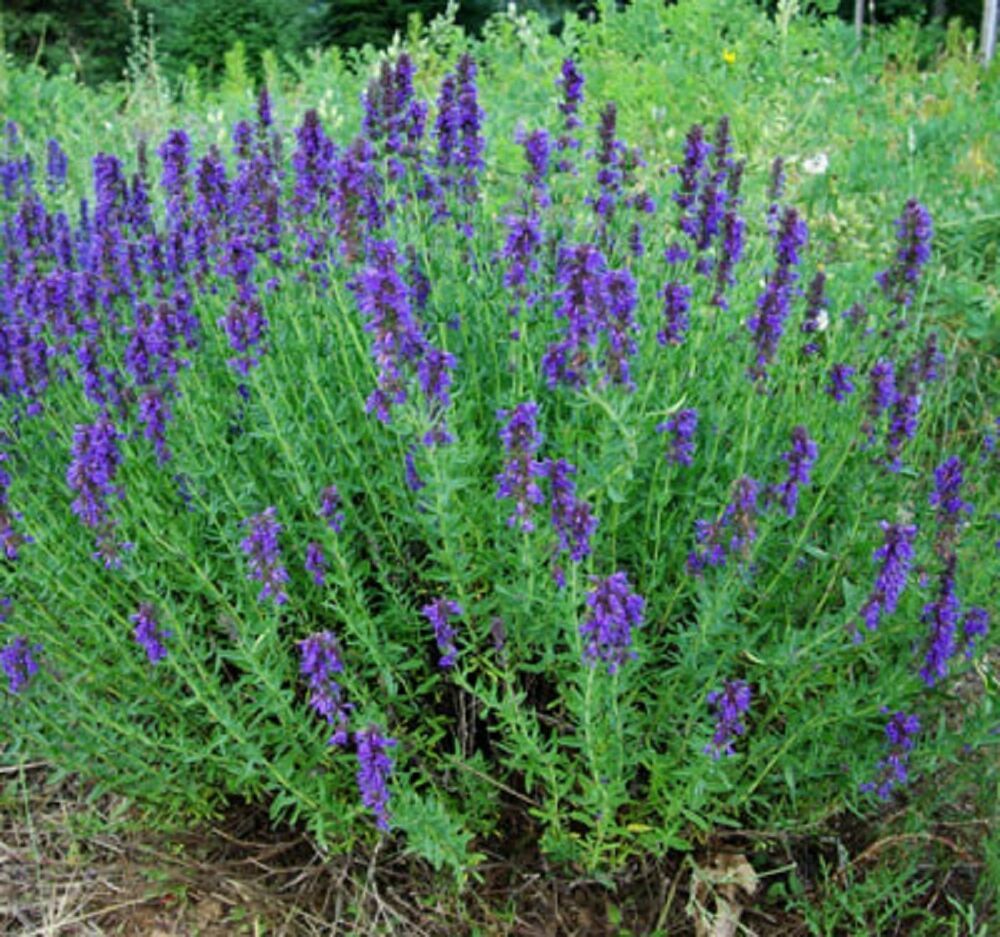 Hyssop Seeds 500+ Common Herb HEIRLOOM PERENNIAL NON-GMO US SELLER FREE SHIPPING
