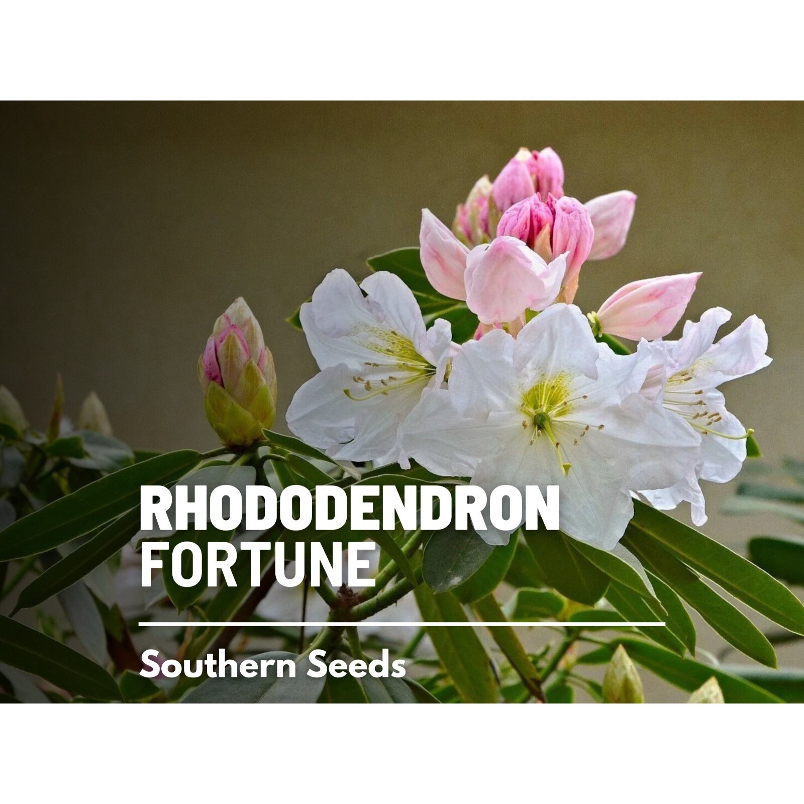 Rhododendron, Fortune (R. fortunei) – 100 Seeds – Heirloom – White/Pink Blooms