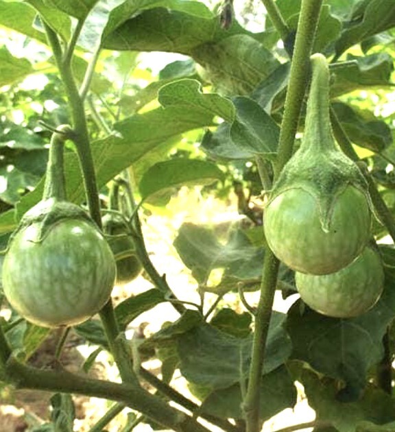 Thai Round Eggplant Seeds | Heirloom | Organic
