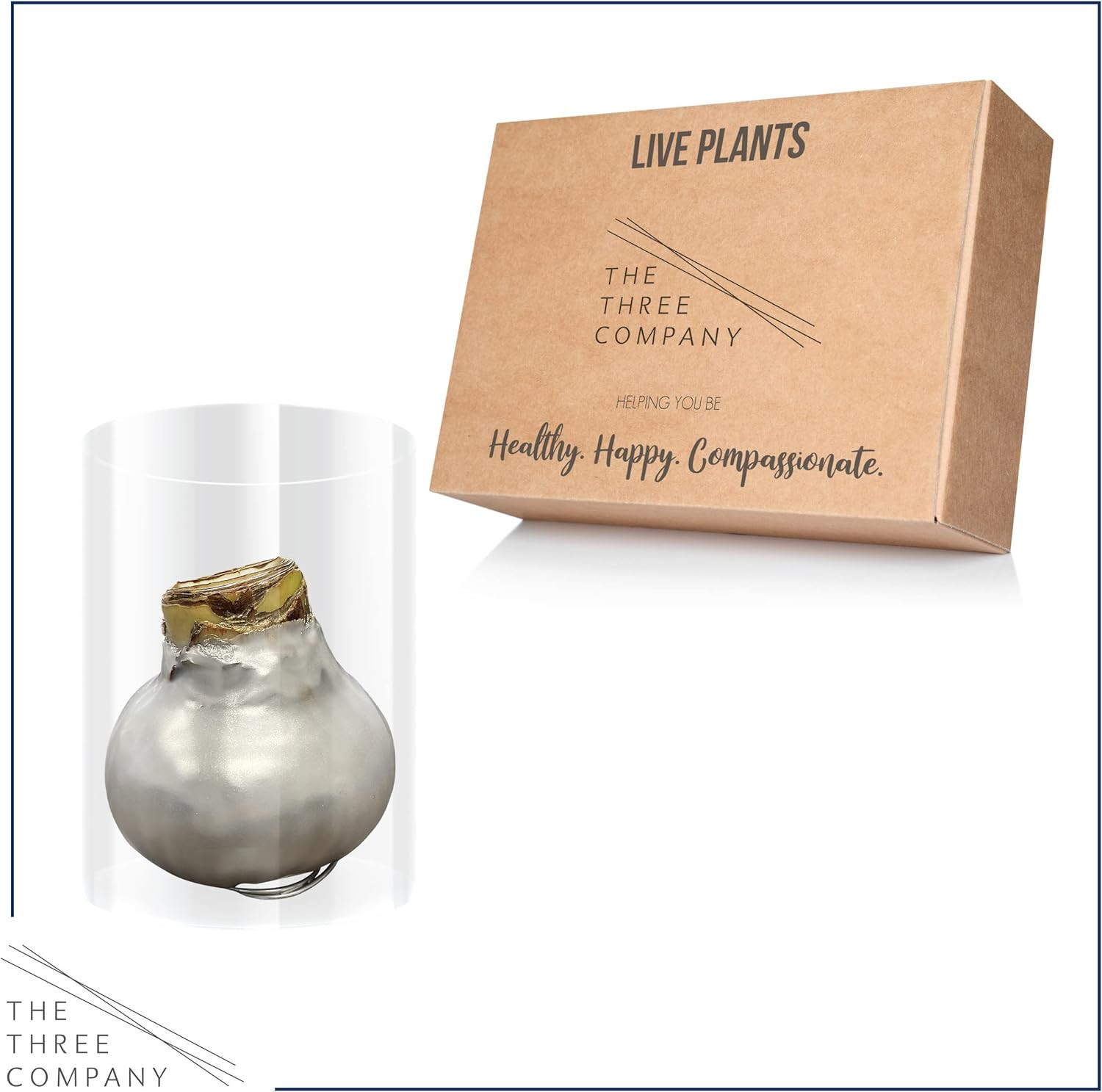 Waxed Amaryllis Bulb – Silver Wax with Red Blooms – Live Holiday Gift Plant, Eas