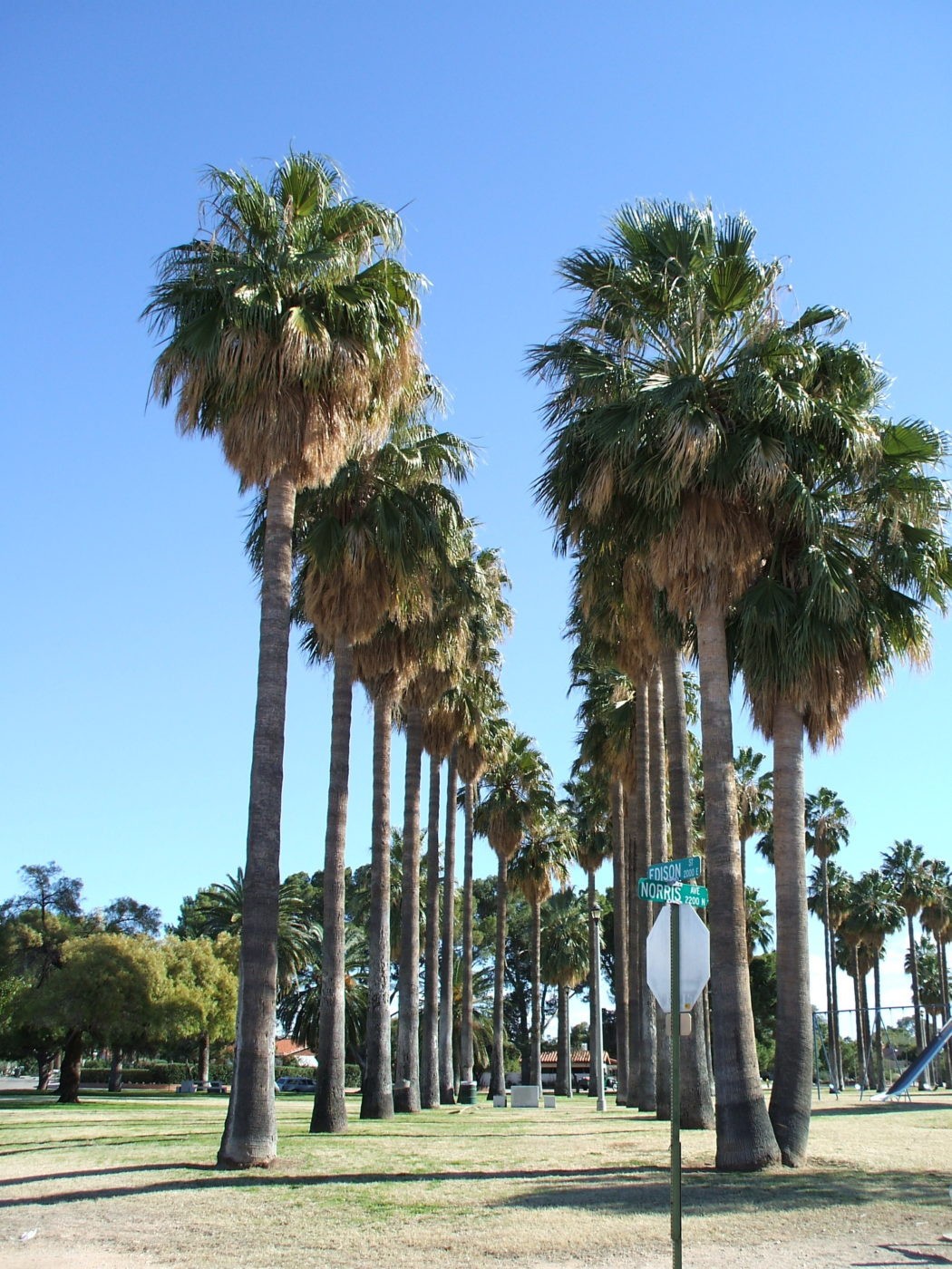 Mexican Fan Palm 10 Seeds Washingtonia Robusta Free Shipping!