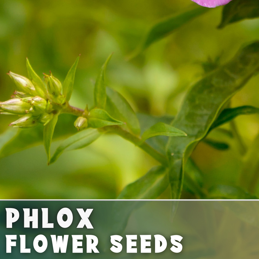 Phlox Seeds – 125 Seeds – Berry Glow – Garden Bloom Annual Flower Seeds