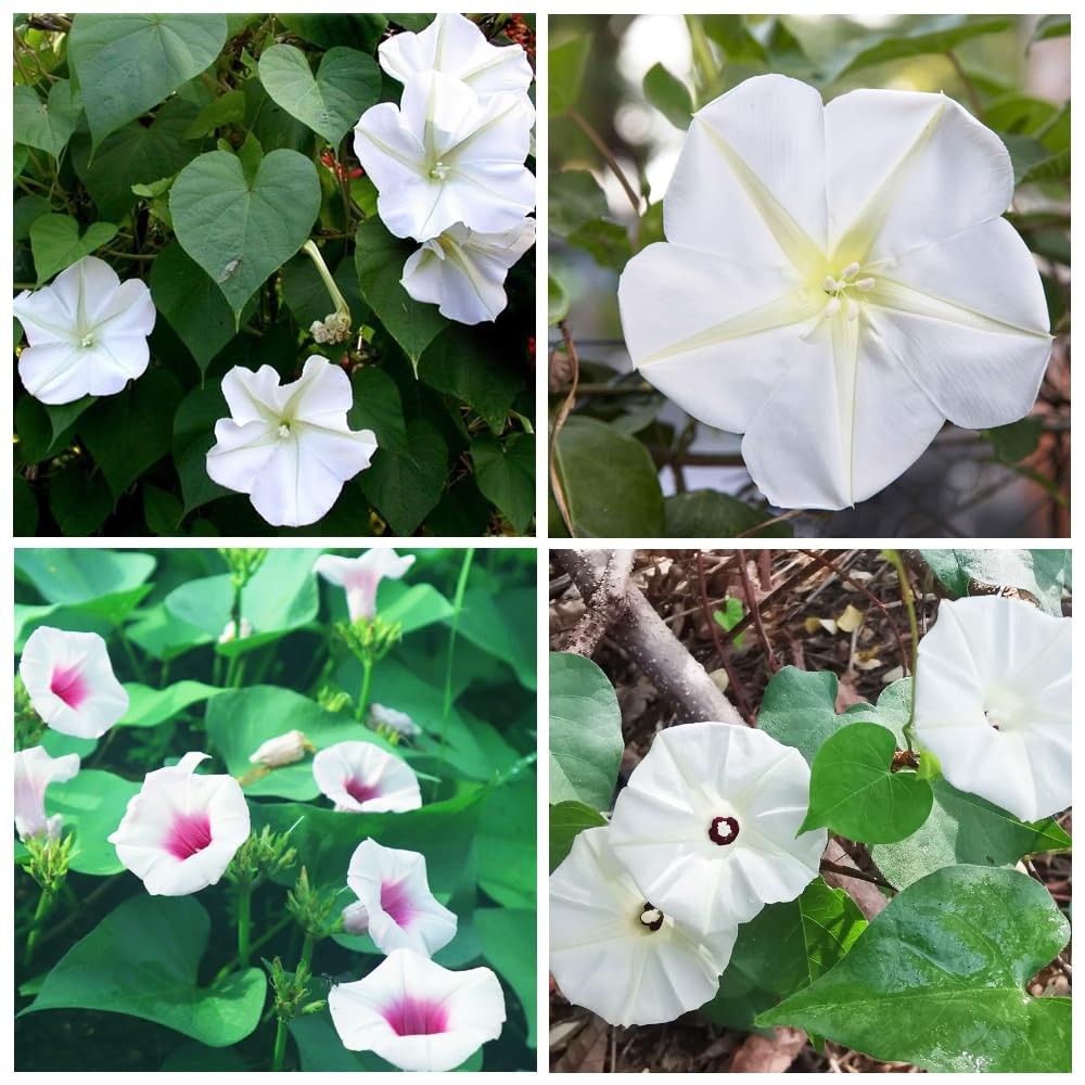 20+USA Premium Seeds Moonflower Vine Flower for Planting Outdoor Fragrant Hei…