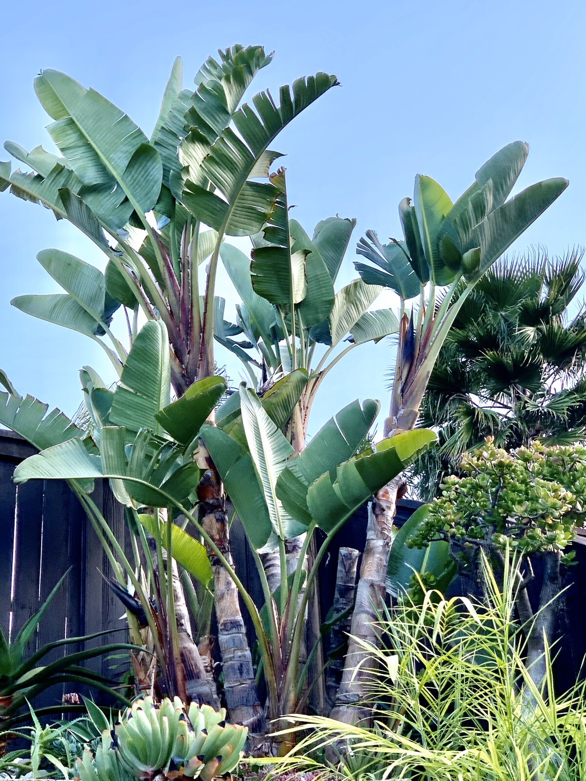 100 SEEDS 🌱👑🌴WHITE BIRD OF PARADISE (Strelitzia nicolai) 2/2025 harvest.
