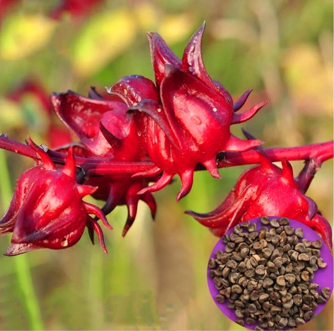50 Roselle Seeds Jamaican Sorrel Seeds Florida Cranberry Hibiscus Sabdariffa