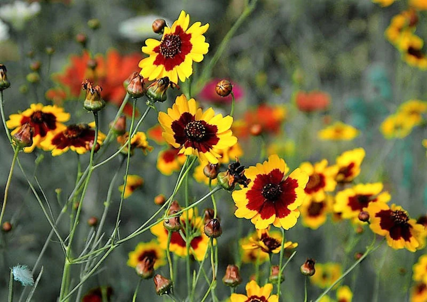 1000 PLAINS COREOPSIS (Golden Tickseed) Coreopsis Tinctoria Flower Seeds