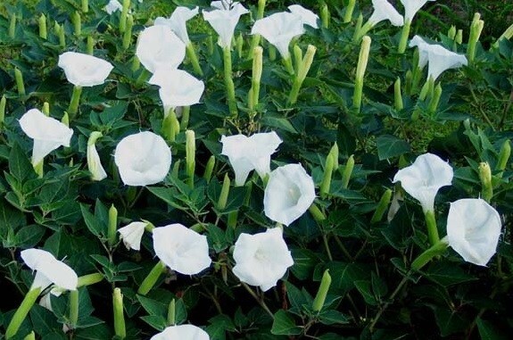 Moonflower BUSH Variety- 50 Seeds FAST SHIP