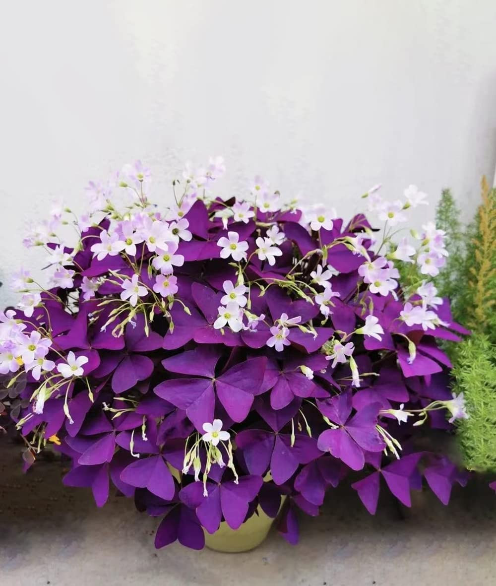 12PCS Purple Shamrocks Bulbs Good Luck Plant, Purple Oxalis Bulbs for Planting G