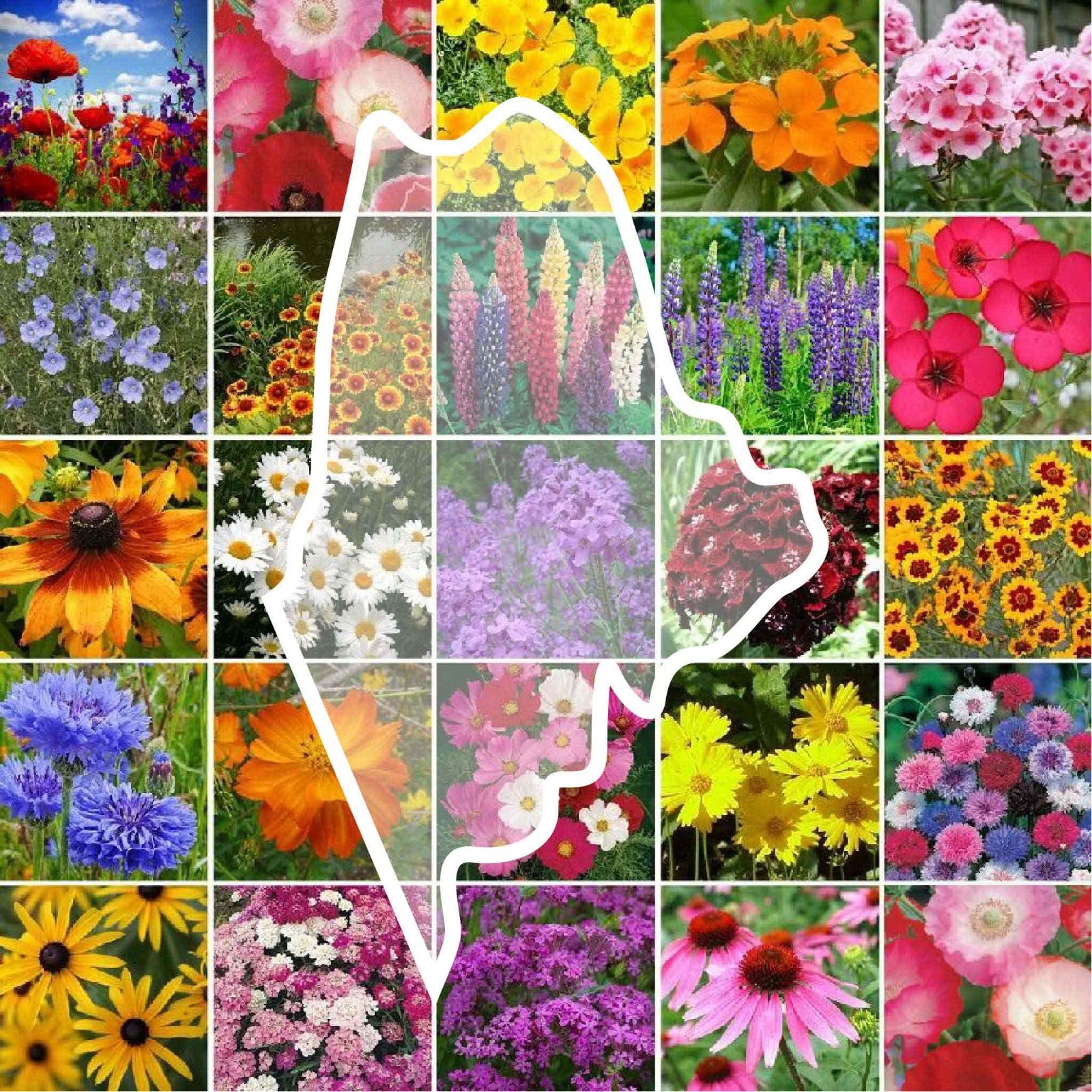 Wildflower MAINE State Flower Mix Perennials & Annuals USA Non-GMO 1000 Seeds
