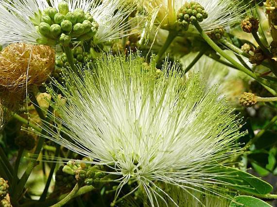 Albizia Lebbeck Tree 10 Seeds, Very Fragrant Medicinal Siris Woman’s Tongue