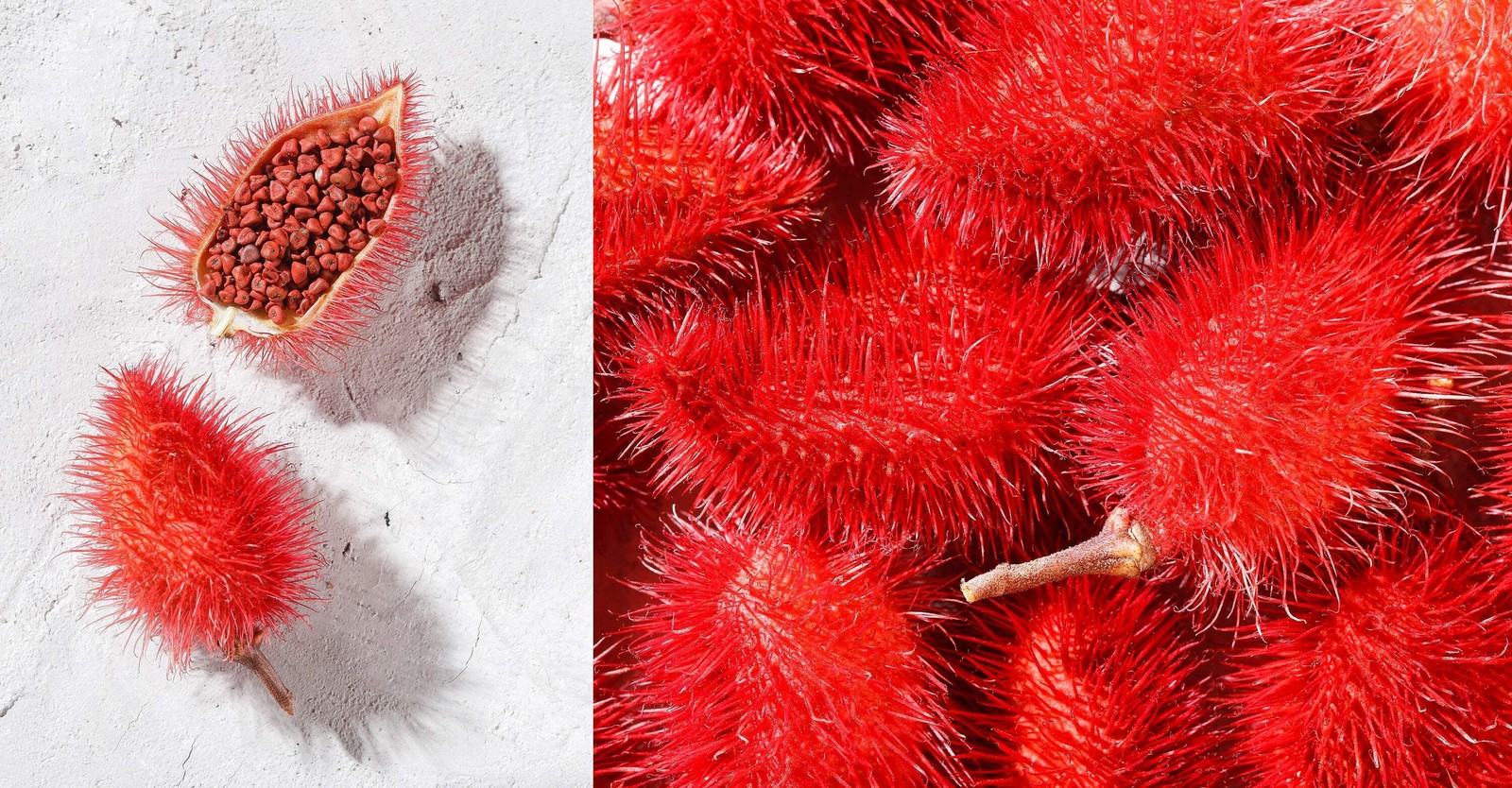 100 ANNATTO TREE Lipstick Plant Annotta Orellana Seeds