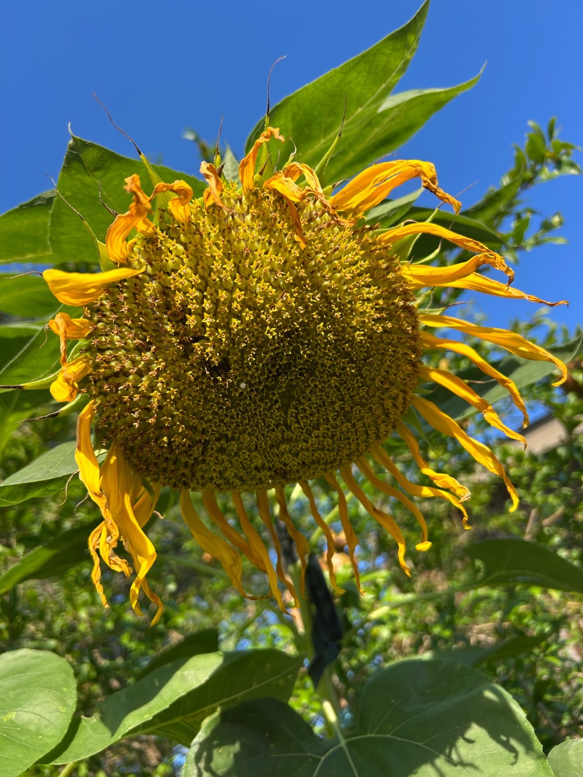 30 Mongolian Giant Sunflower Seeds NON-GMO BUY 4 GET FREE SHIPPING