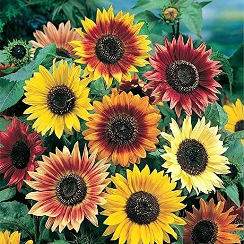100 Autumn Beauty Sunflower Seeds for Planting Vibrant Fall Colors
